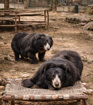 Bear Rescue Facility