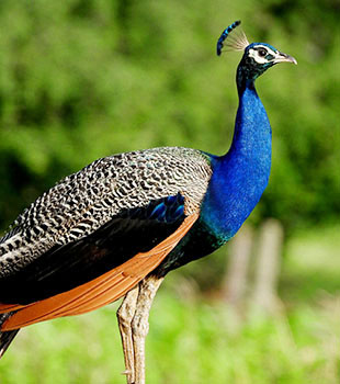 Bird Watching at chuka forest pilibhit