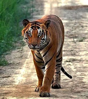 Photography at chuka forest pilibhit